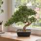 Künstlicher Bonsai - Sofia | 44 cm