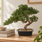 Künstlicher Bonsai - Sofia | 44 cm