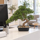 Künstlicher Bonsai - Sofia | 44 cm