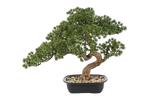 Künstlicher Bonsai - Sofia, 44 cm, Kunstbaum von aplanta, in Grün, für drinnen