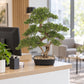 Künstlicher Bonsai - Rupert | 68 cm