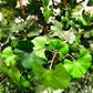 Künstlicher Gingko - Titus, 145 cm, Kunstbaum von aplanta, feuerhemmend, im schwarzen Topf, 145 cm feuerhemmend, in Natur