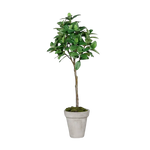 Künstlicher Kaffeebaum - Albus auf transparentem Hintergrund mit echt wirkenden Kunstblättern in natürlicher Anordnung. Künstlicher Kaffeebaum - Albus hat die Farbe Grün und ist 150 cm hoch. | aplanta Kunstpflanzen