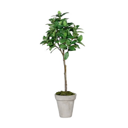 Künstlicher Kaffeebaum - Albus auf transparentem Hintergrund mit echt wirkenden Kunstblättern in natürlicher Anordnung. Künstlicher Kaffeebaum - Albus hat die Farbe Grün und ist 150 cm hoch. | aplanta Kunstpflanzen