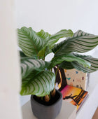 Künstliche Calathea - Mathilda | 50 cm