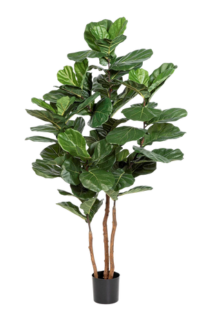 Künstliche Geigenfeige - Gutrun | 190 cm