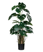 Hochwertige Monstera Kunstpflanze auf transparentem Hintergrund mit echt wirkenden Kunstblättern in natürlicher Anordnung. Künstliche Monstera - Jochen hat die Farbe Natur und hat eine Höhe von 82 cm | aplanta Kunstpflanzen