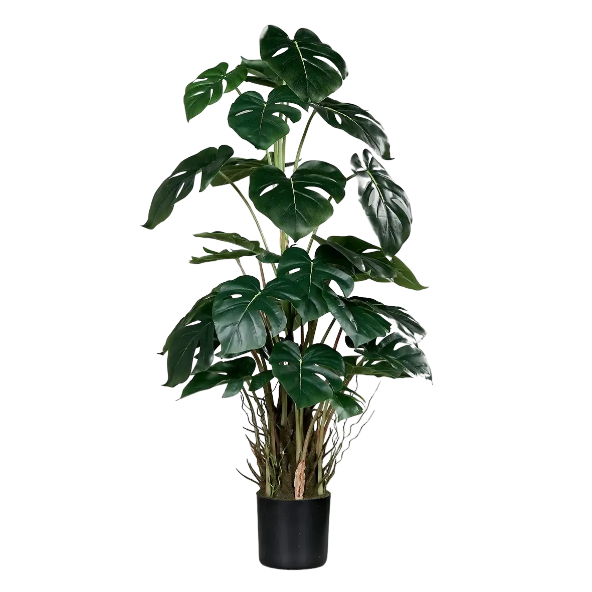 Hochwertige Monstera Kunstpflanze auf transparentem Hintergrund mit echt wirkenden Kunstblättern in natürlicher Anordnung. Künstliche Monstera - Jochen hat die Farbe Natur und hat eine Höhe von 82 cm | aplanta Kunstpflanzen