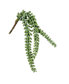 Hochwertige künstliche Hängepflanze auf transparentem Hintergrund mit echt wirkenden Kunstblättern in natürlicher Anordnung. Künstlicher Sukkulenten Hänger - Jannis hat die Farbe Natur und ist 38 cm hoch. | aplanta Kunstpflanzen