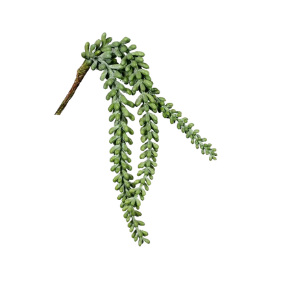 Hochwertige künstliche Hängepflanze auf transparentem Hintergrund mit echt wirkenden Kunstblättern in natürlicher Anordnung. Künstlicher Sukkulenten Hänger - Jannis hat die Farbe Natur und ist 38 cm hoch. | aplanta Kunstpflanzen