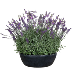 Künstlicher Lavendel - Thorfinn | 60 cm | in grauer Schale