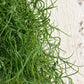 Künstlicher Hängebusch- Maximilian | 80 cm | Kunstpflanze von aplanta