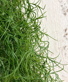 Künstlicher Hängebusch- Maximilian | 80 cm | Kunstpflanze von aplanta