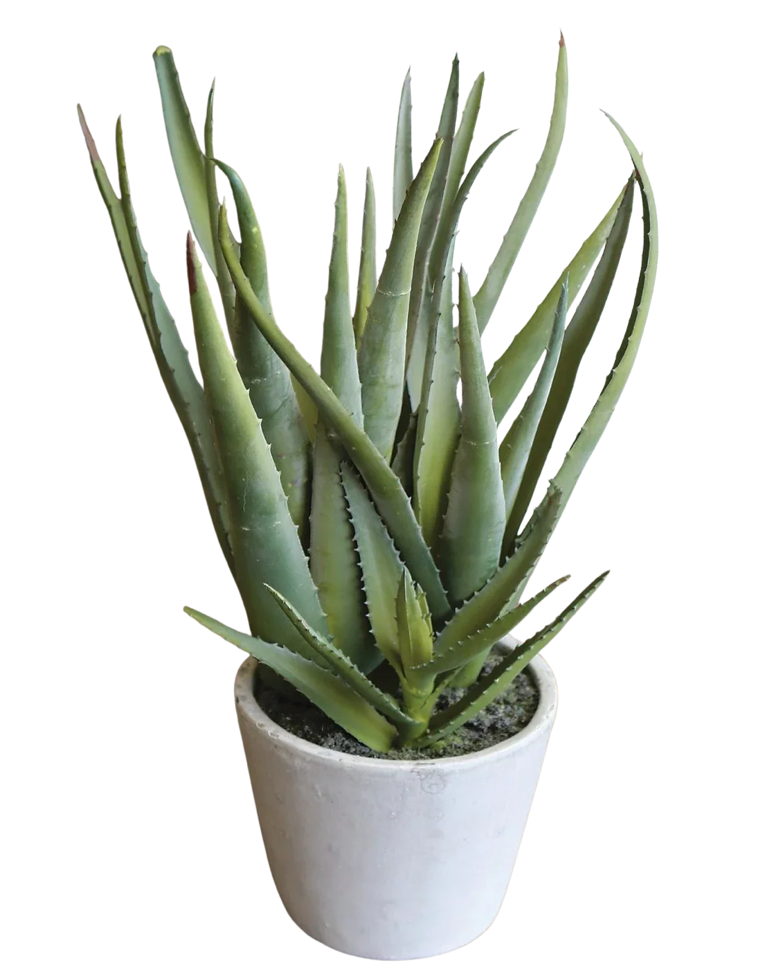Künstliche Aloe - Klaus | 40 cm