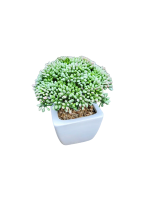 Künstliche Sedum - Batist | 14 cm