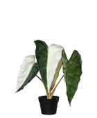 Künstliche Alocasia albino - Heino auf transparentem Hintergrund mit echt wirkenden Kunstblättern in natürlicher Anordnung. Künstliche Alocasia albino - Heino hat die Farbe Natur und ist 68 cm hoch. | aplanta Kunstpflanzen