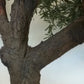 Künstlicher Olivenbaum - Ilias, 270 cm, Kunstbaum von aplanta, in Natur, für drinnen