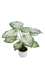 Künstliche Caladium - Noelia, 53 cm, Kunstpflanze von aplanta, inkl. Dekotopf, in Grün, für drinnen