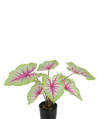 Künstliche Caladium - Malena | 55 cm