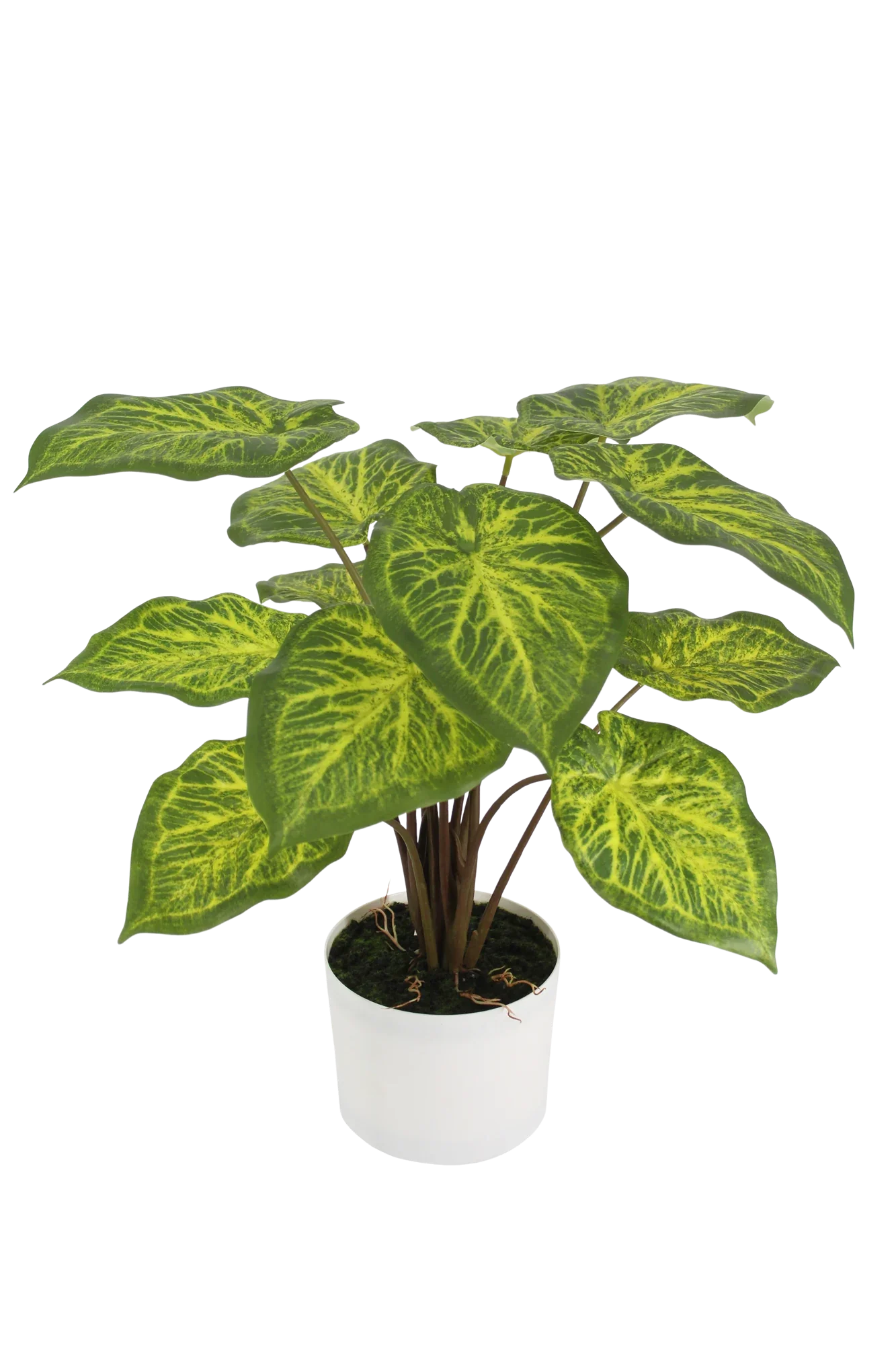 Künstliche Caladium - Lima | 62 cm
