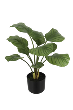 Künstliche Calathea - Jamila | 58 cm