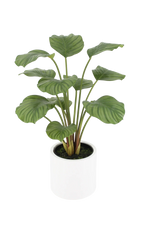 Künstliche Calathea - Juana | 68 cm