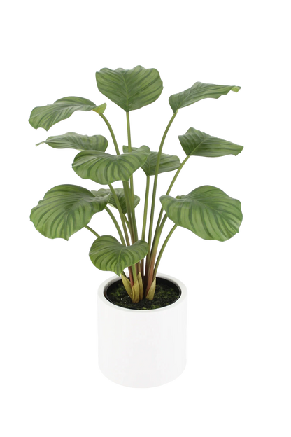 Künstliche Calathea - Juana | 68 cm