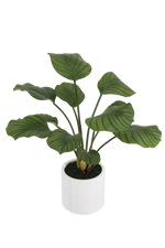 Künstliche Calathea - Maite | 63 cm