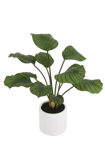 Künstliche Calathea - Maite | 63 cm