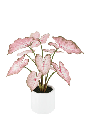 Künstliche Caladium - Mayra | 70 cm