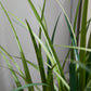 Künstliches Gras - Alaric, 90 cm, Kunstpflanze von aplanta, in Grün, für drinnen