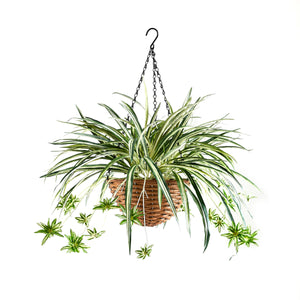 Künstliche Hänge-Grünlilie – Aurelio | 60 cm