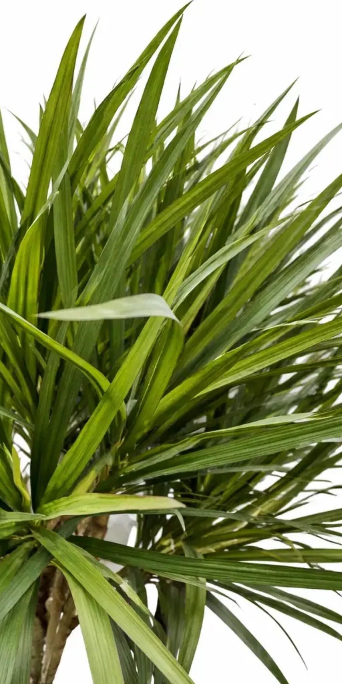 Künstliche Dracaena – Elianor | 180 cm