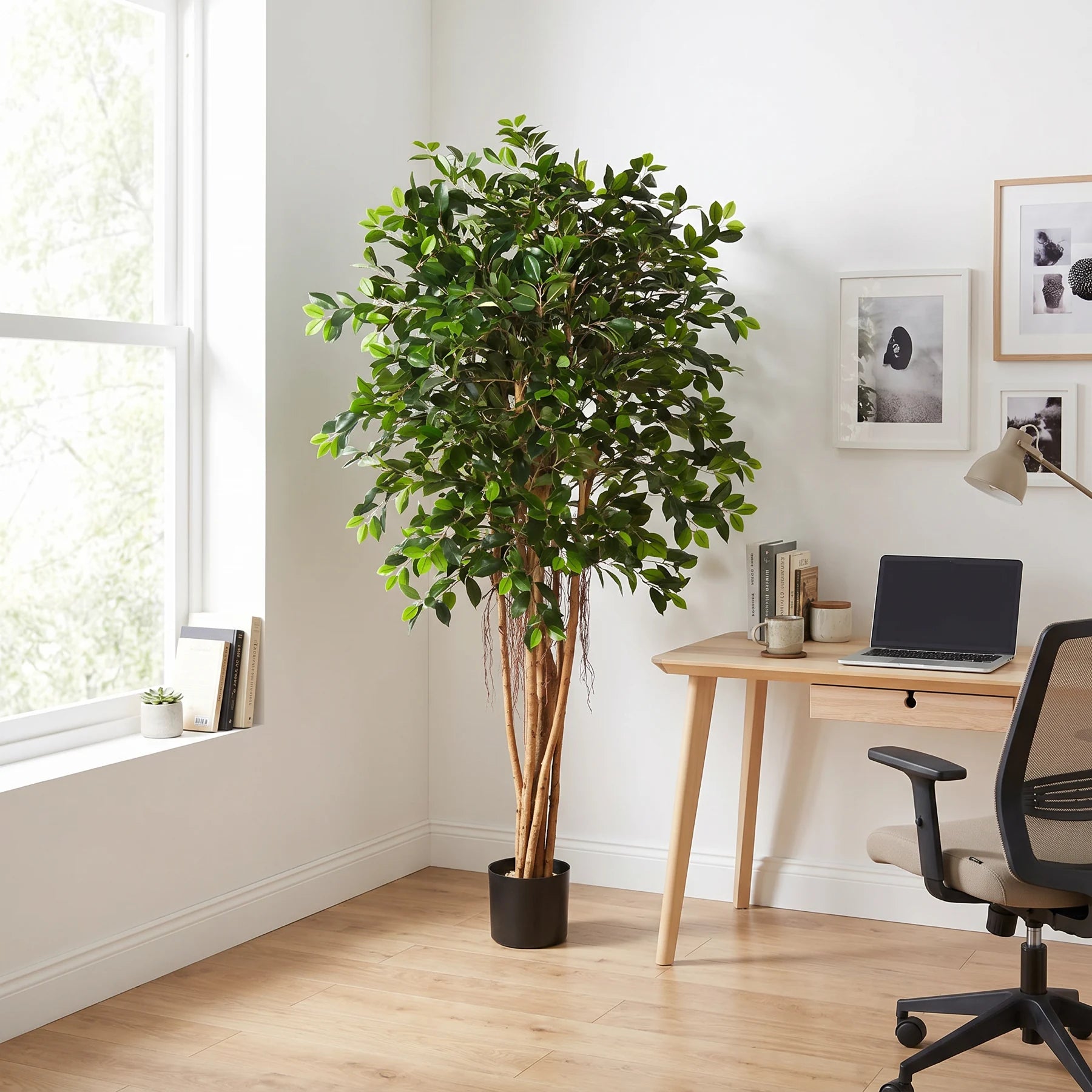 Künstlicher Ficus Retusa - Caelior, 180 cm, Kunstbaum von aplanta, mit Echtholzstamm, inkl. Startertopf, in Grün, für drinnen