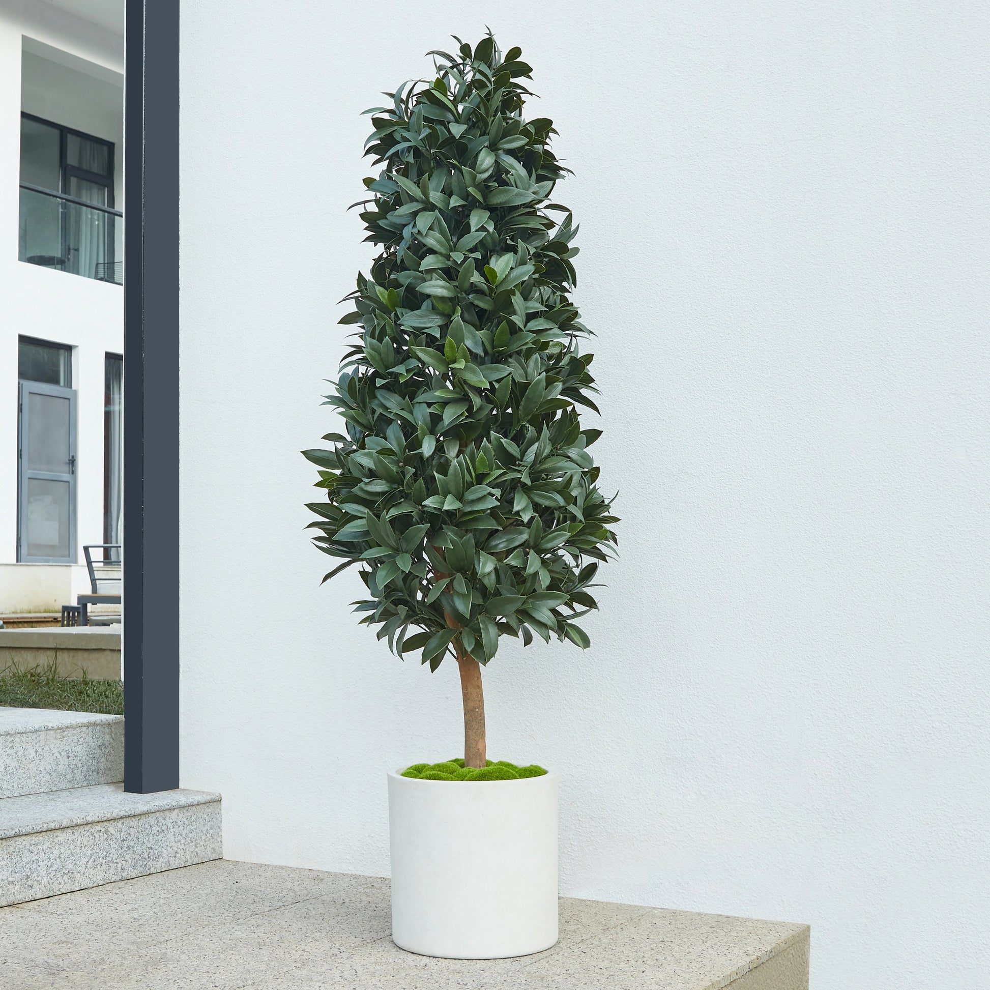 Künstlicher Lorbeerbaum – Alarion | 150 cm