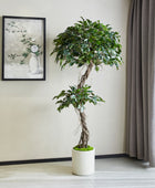 Künstlicher Ficus – Seraphius | 180 cm