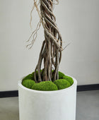 Künstlicher Ficus – Seraphius | 180 cm