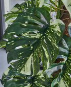 Künstlicher Split-Philodendron – Elowen | 150 cm