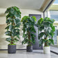 Künstlicher Split-Philodendron - Zephira, 160 cm, Kunstpflanze von aplanta, inkl. Startertopf, in Grün, für drinnen
