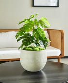 Künstlicher Monstera – Alenia | 50 cm