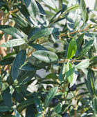 Künstlicher Olivenbaum – Lysandra | 150 cm