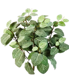 Künstliche Fittonia - Fit auf transparentem Hintergrund mit echt wirkenden Kunstblättern in natürlicher Anordnung. Künstliche Fittonia - Fit hat die Farbe Natur | aplanta Kunstpflanzen