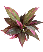 Künstliche Cordyline - Marc auf transparentem Hintergrund mit echt wirkenden Kunstblättern in natürlicher Anordnung. Künstliche Cordyline - Marc hat die Farbe Rot und ist 30 cm hoch. | aplanta Kunstpflanzen