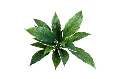 Künstliche Cordyline - Phil auf transparentem Hintergrund mit echt wirkenden Kunstblättern in natürlicher Anordnung. Künstliche Cordyline - Phil hat die Farbe Natur und ist 30 cm hoch. | aplanta Kunstpflanzen