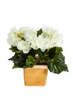 Künstliche Begonie - Steckpflanze - Tina auf transparentem Hintergrund mit echt wirkenden Kunstblättern in natürlicher Anordnung. Künstliche Begonie - Steckpflanze - Tina hat die Farbe Creme und ist 20 cm hoch. | aplanta Kunstpflanzen