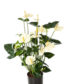 Künstliche Flamingoblume - Zenta auf transparentem Hintergrund mit echt wirkenden Kunstblättern in natürlicher Anordnung. Künstliche Flamingoblume - Zenta hat die Farbe Creme und ist 78 cm hoch. | aplanta Kunstpflanzen