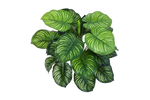 Künstliche Calathea - Clara, 45 cm, Kunstpflanze von aplanta, Steckpflanze, in Natur, für drinnen