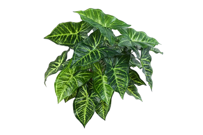 Hochwertige Monstera Kunstpflanze auf transparentem Hintergrund mit echt wirkenden Kunstblättern in natürlicher Anordnung. Künstliche Monstera - Kalle hat die Farbe Natur und hat eine Höhe von 45 cm | aplanta Kunstpflanzen