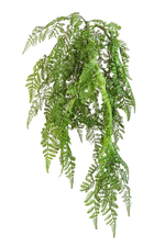 Hochwertige künstliche Hängepflanze auf transparentem Hintergrund mit echt wirkenden Kunstblättern in natürlicher Anordnung. Künstlicher Hänge-Wurmfarn - Bennett hat die Farbe Natur und ist 60 cm hoch. | aplanta Kunstpflanzen