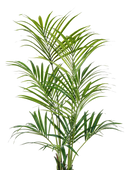Künstliche Kentia Palme - Cataleya | 172 cm